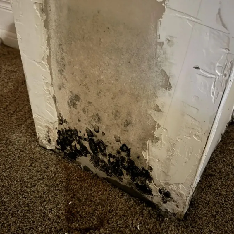 Professional Mold Removal in Somonauk, IL